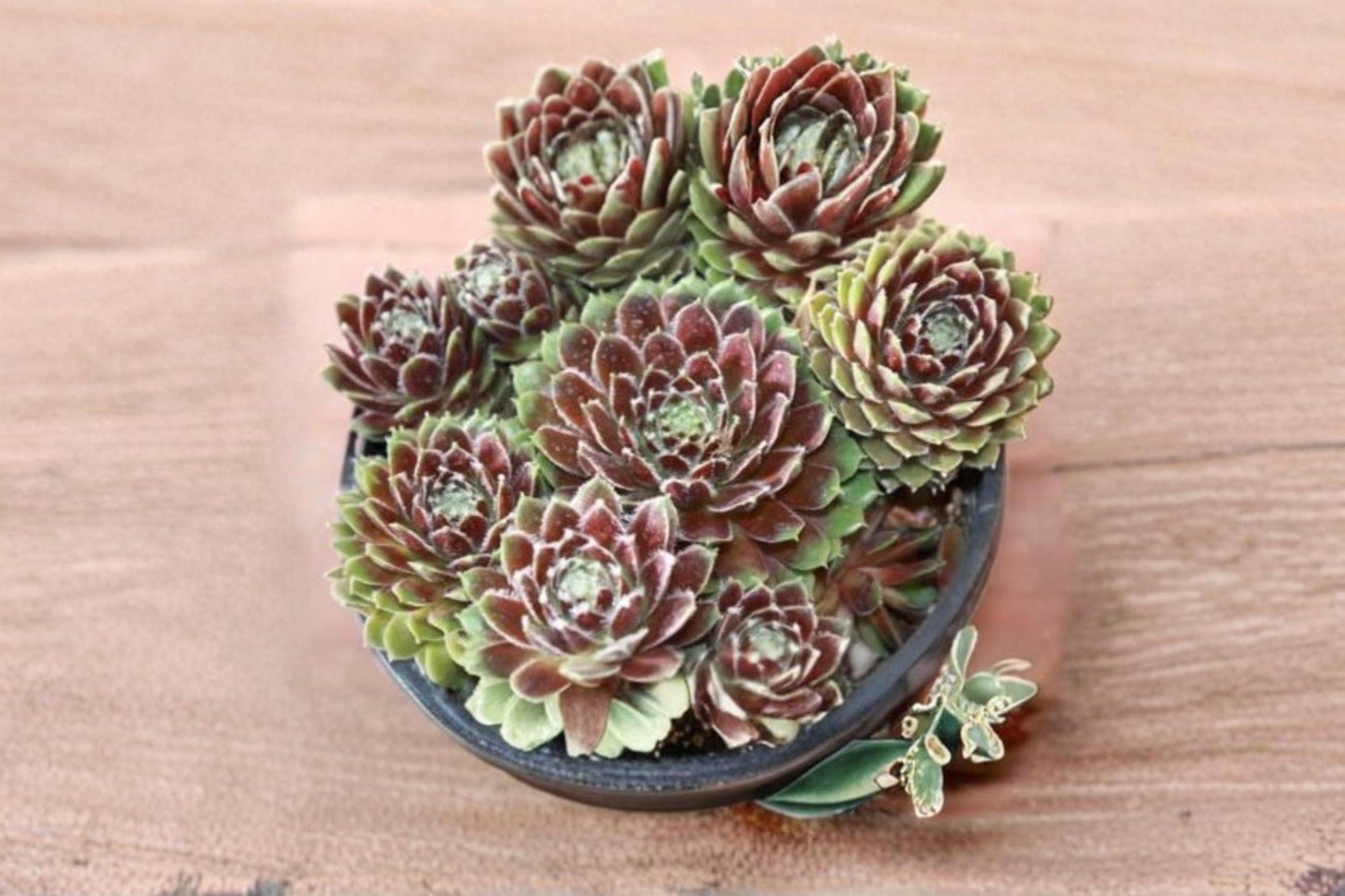 Hen and Chicks Succulent Seeds – Sempervivum Mixed Rock Garden, Container, Fairy Garden Plant Seeds