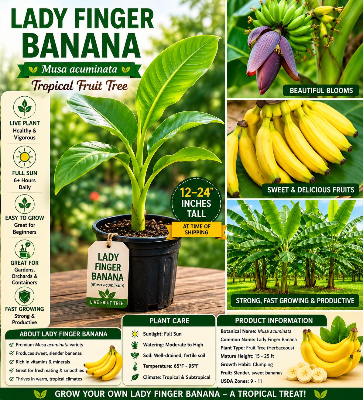Lady Finger Banana Seedling – Musa acuminata Tropical Fruit Tree, 12-24 Inches Tall, Live Plant for Garden or Container Growth