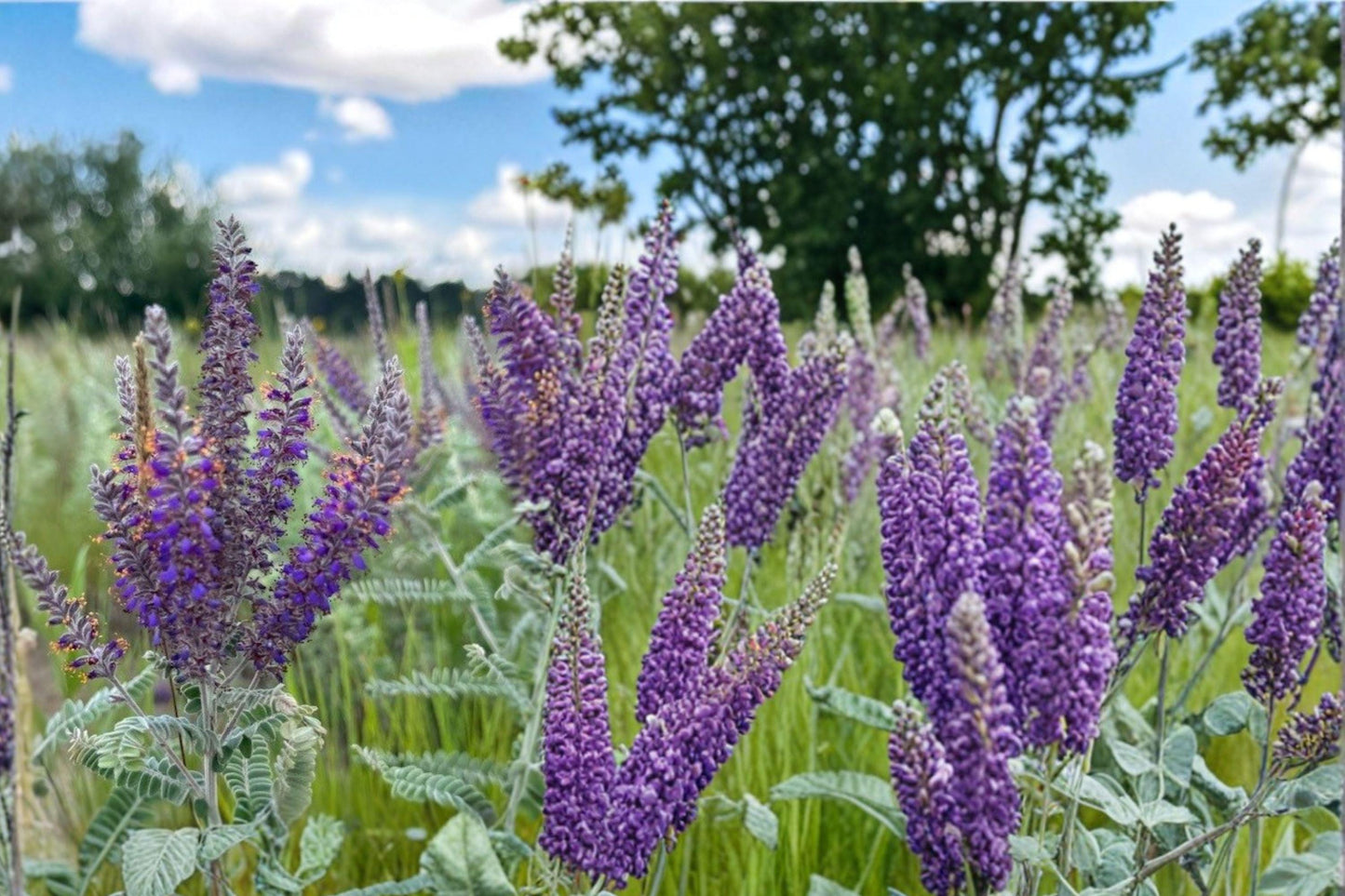 Lead Plant Seeds – 115 Purple Perennial Wildflower Amorpha canescens for Prairie Gardens & Native Landscaping