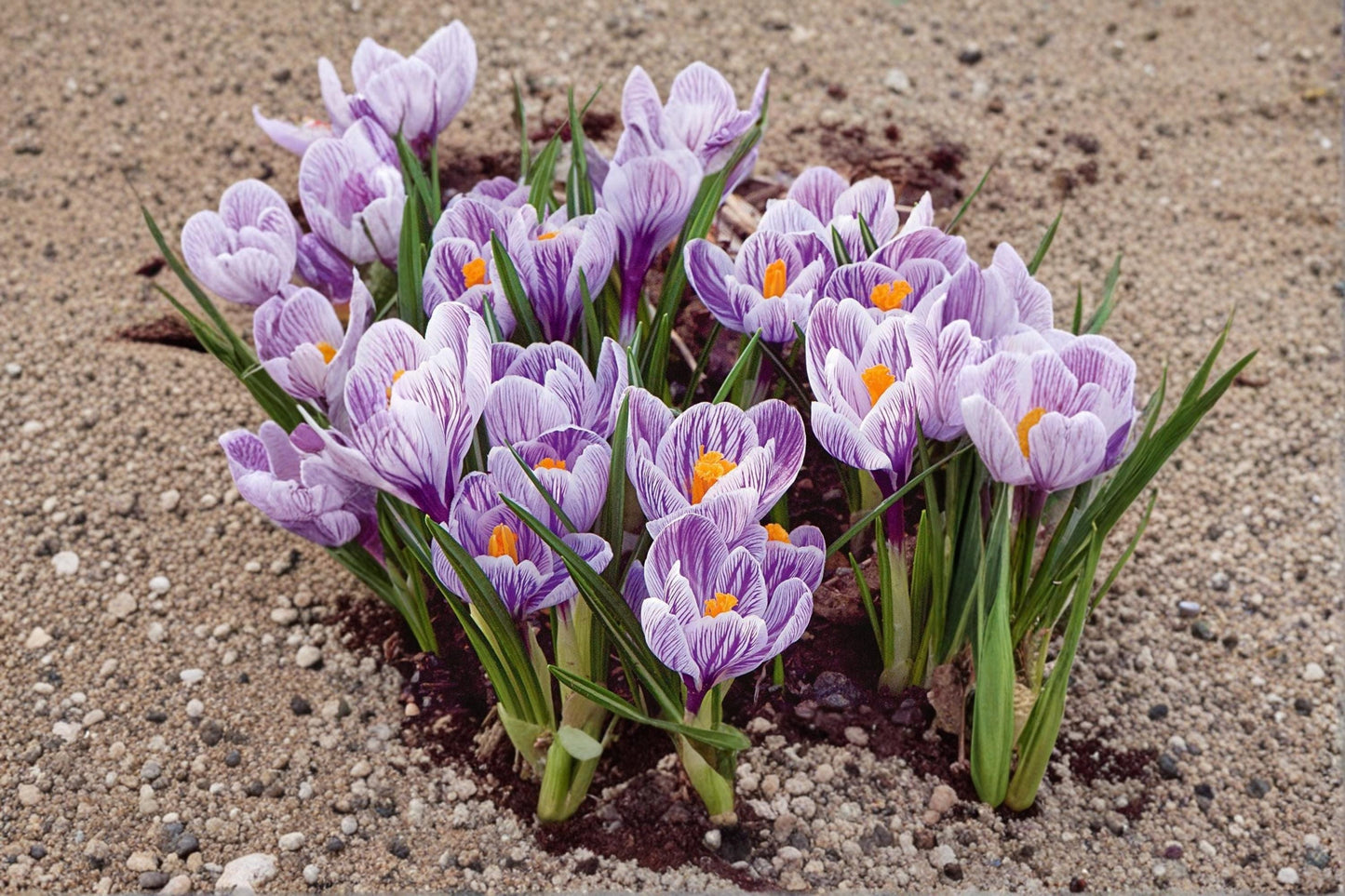 Pickwick Crocus Bulbs – Crocus vernus 'Pickwick' Spring Flowering Bulb with Striped Purple and White Blooms