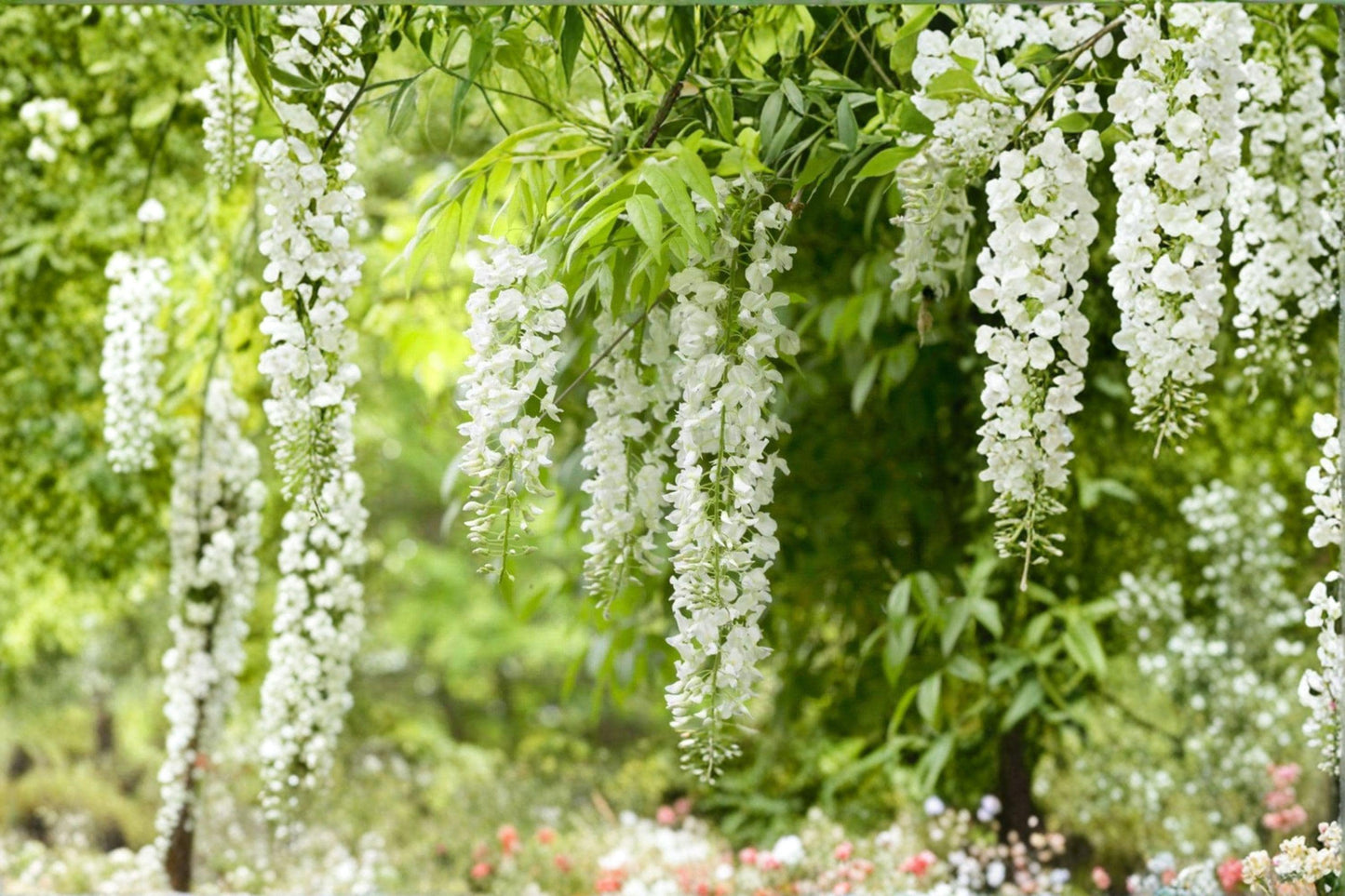 White Wisteria Cuttings – Wisteria floribunda, Flowering Climbing Vine, White Blooms, Propagation Material