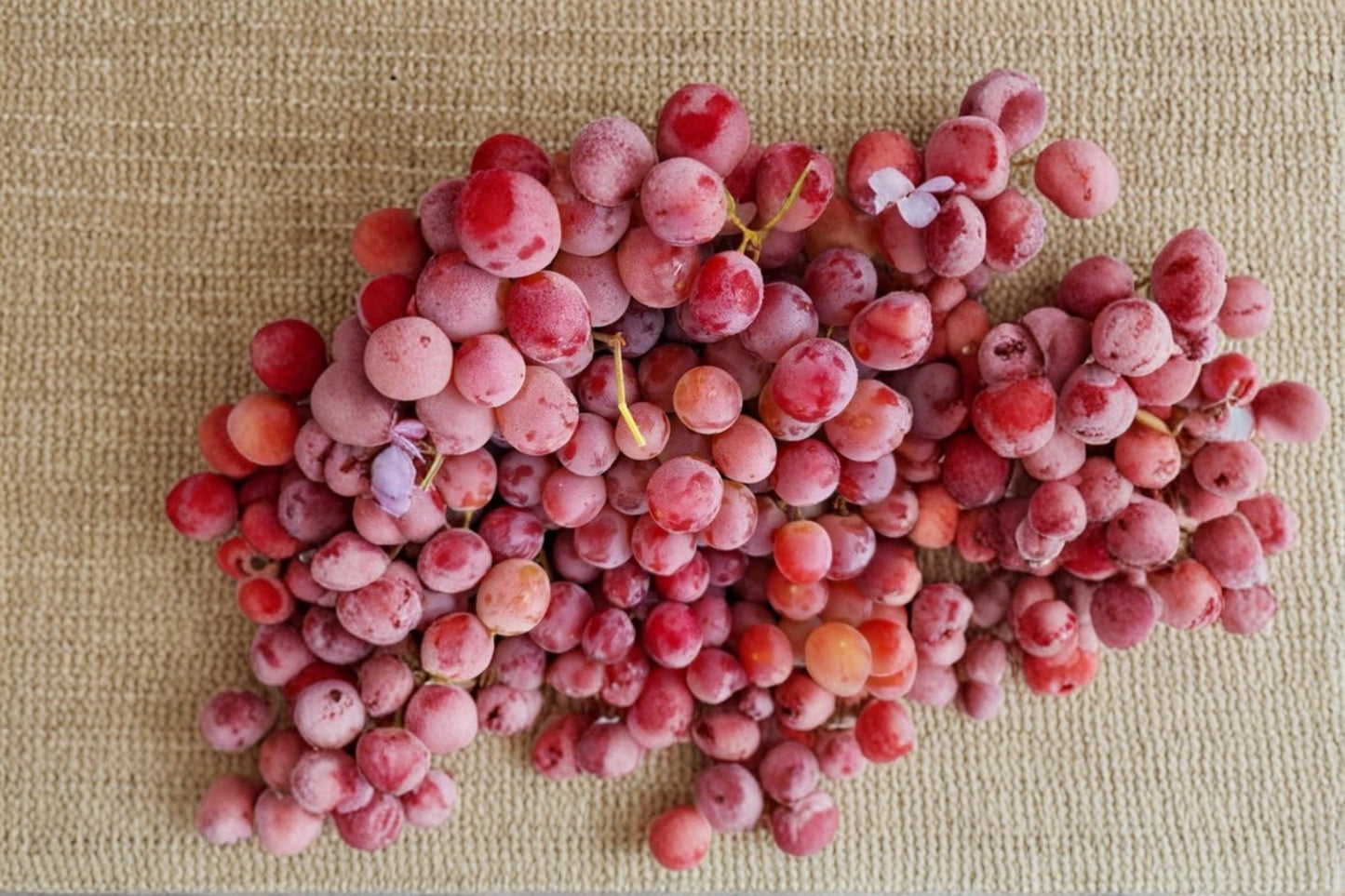 Red Concord Grape Seeds – Vitis labrusca, Fruit Vine for Home Garden, Edible Landscape, Climbing Vine, Grape Growing