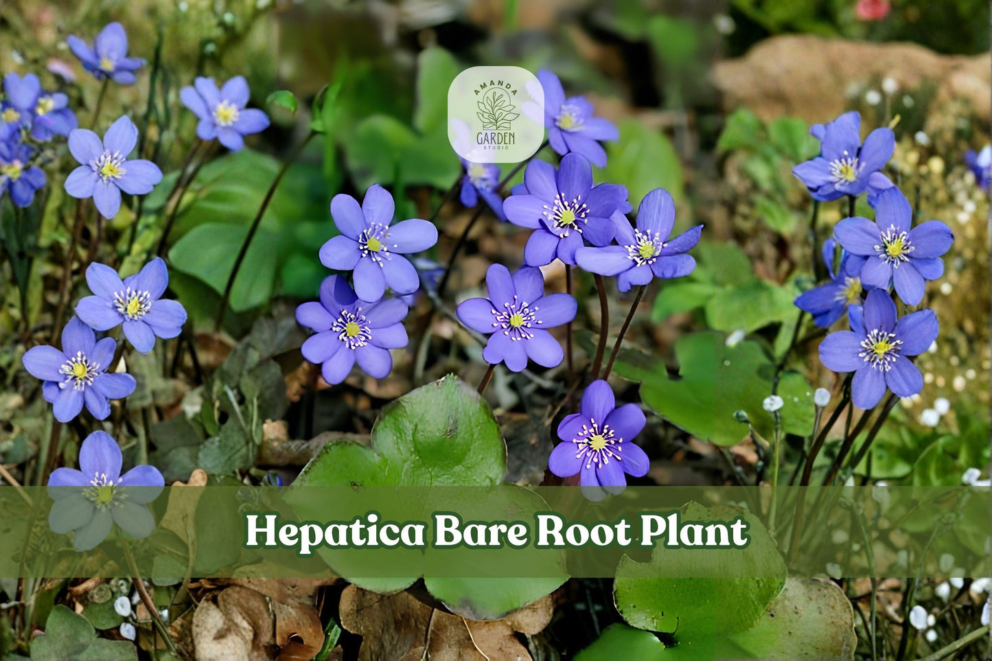 15 Hepatica Bare Root Plants | Woodland Perennial Rhizomes for Shade Gardens | Anemone hepatica Wildflower