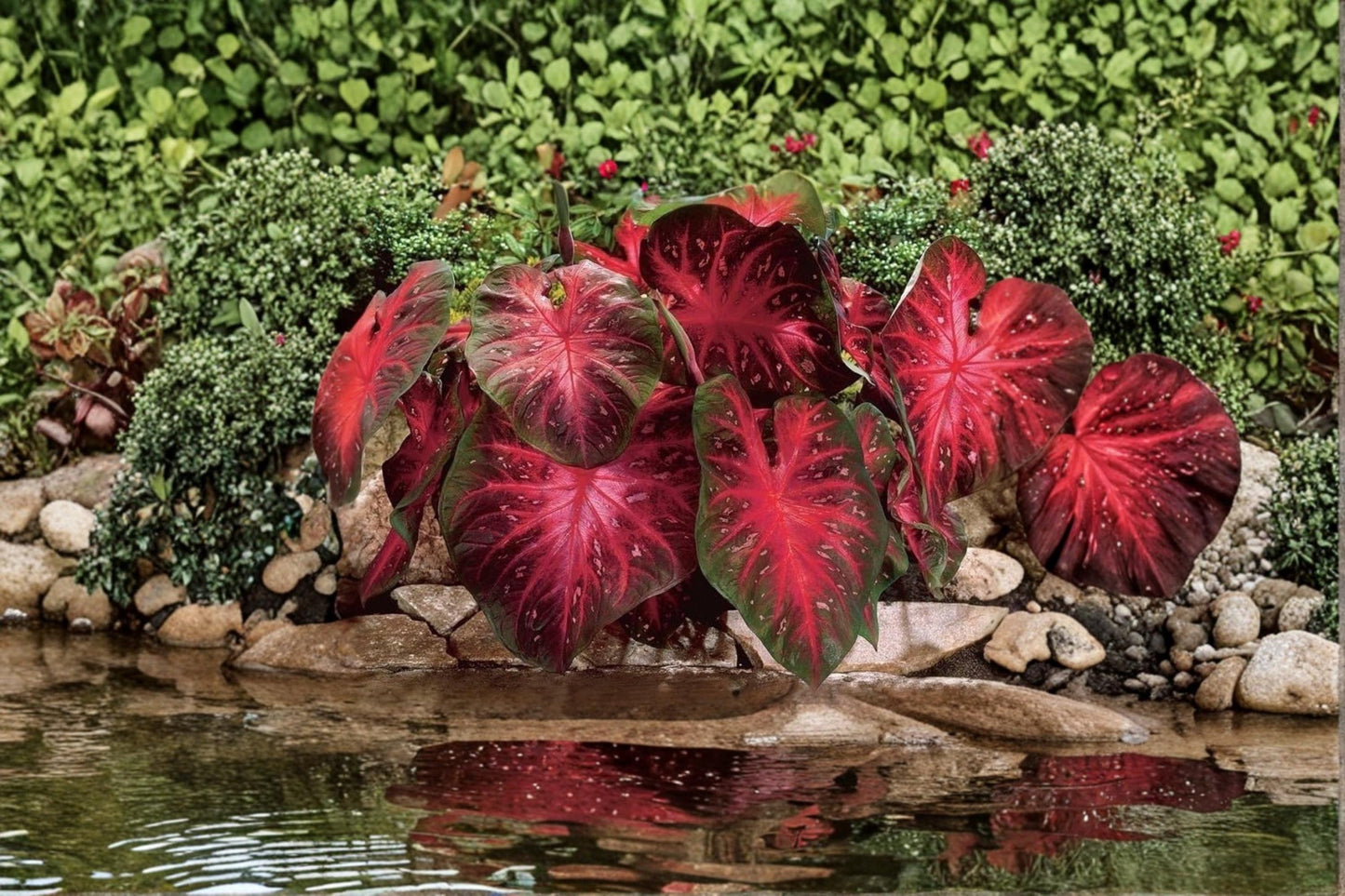 Caladium Buck Bulbs – Fancy Leaf Tropical Foliage Tubers for Shaded Gardens & Containers - Caladium bicolor