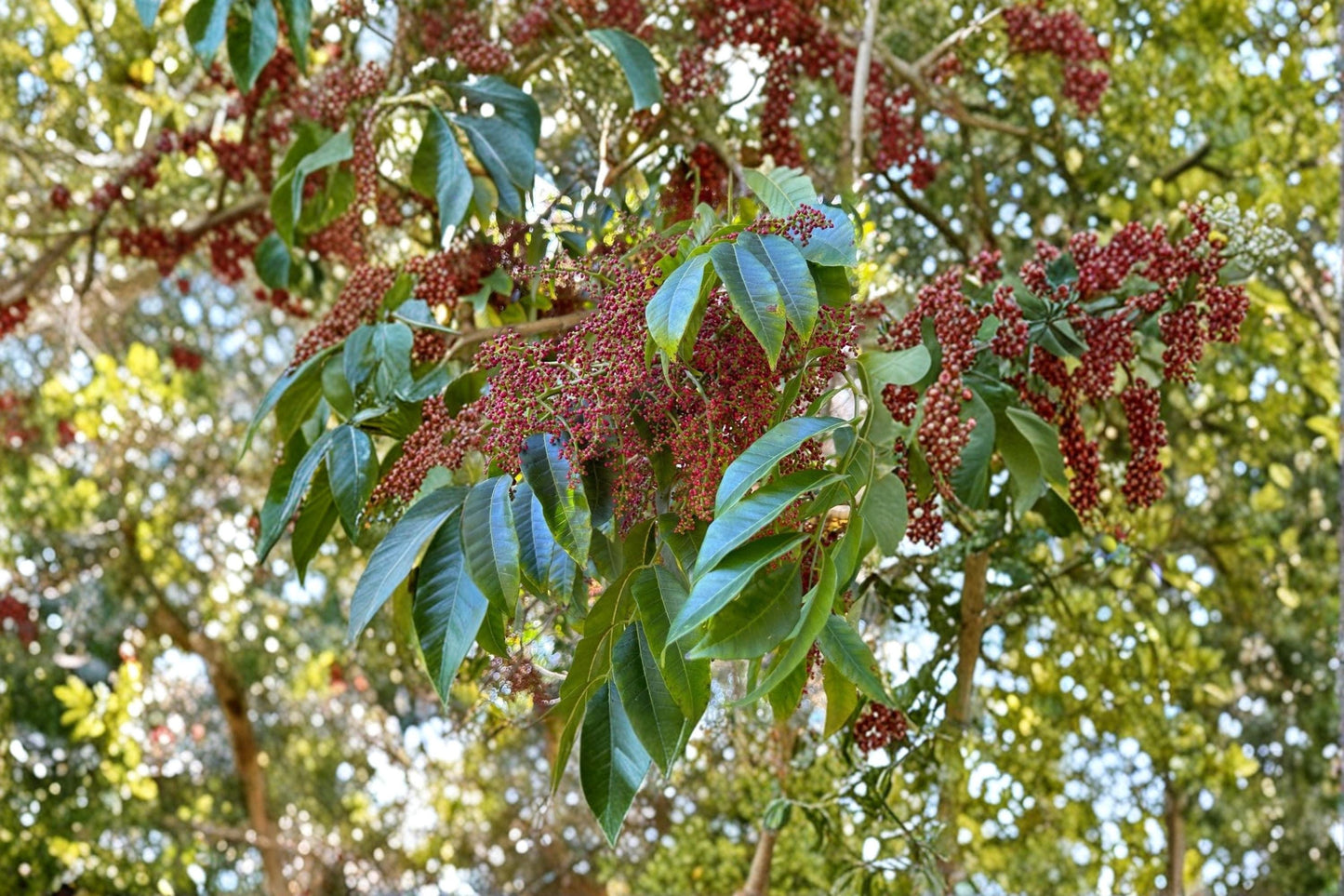 Chinese Pistach Tree Seeds – Pistacia chinensis, Ornamental Deciduous Shade Tree for Landscape & Garden