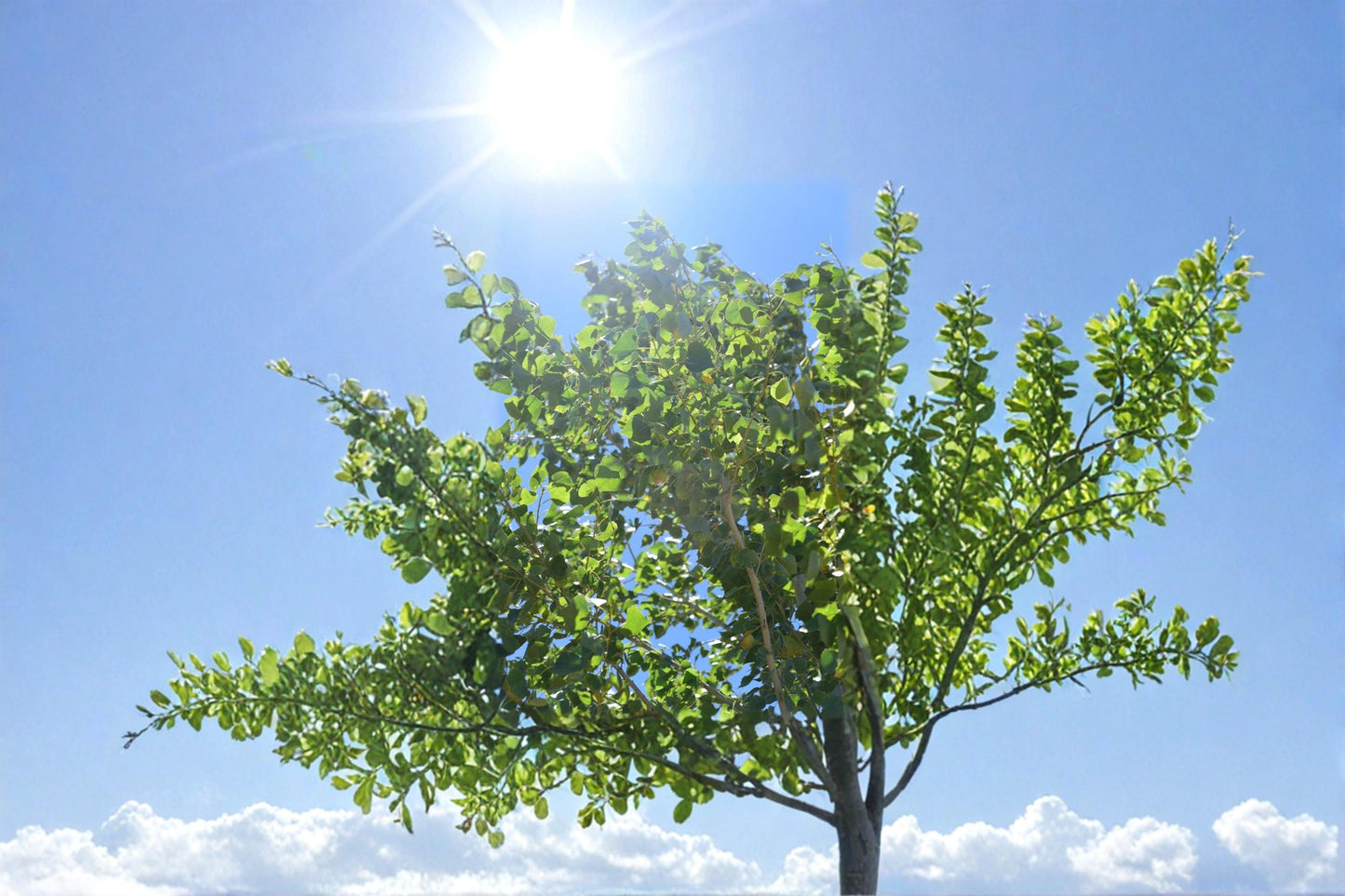 Cottonwood Tree Cuttings – Populus spp. – Fast-Growing Shade Tree for Landscape and Propagation