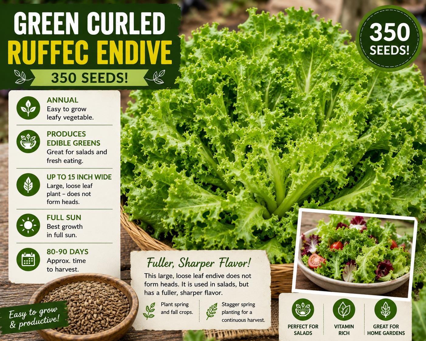 Green Curled Ruffec Endive Seeds – Curly Leaf Salad Greens, Annual Leafy Vegetable, Cichorium endivia