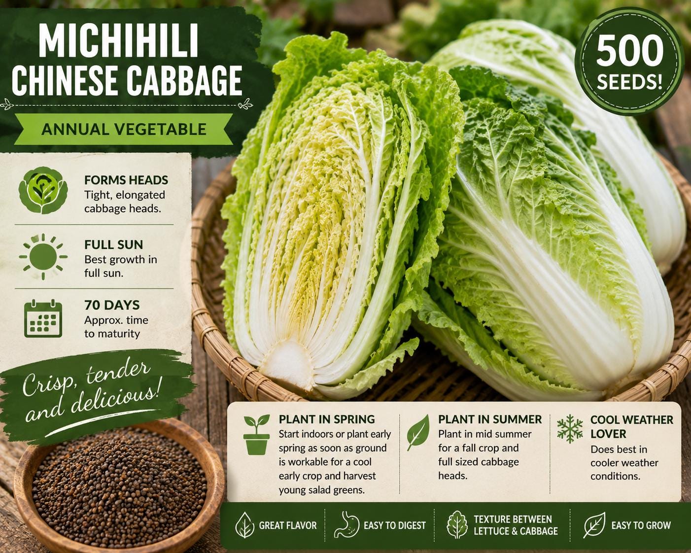 Michihili Chinese Cabbage Seeds – Brassica rapa subsp. pekinensis, Heading Napa Type, 500 Seeds for Spring and Fall Gardens