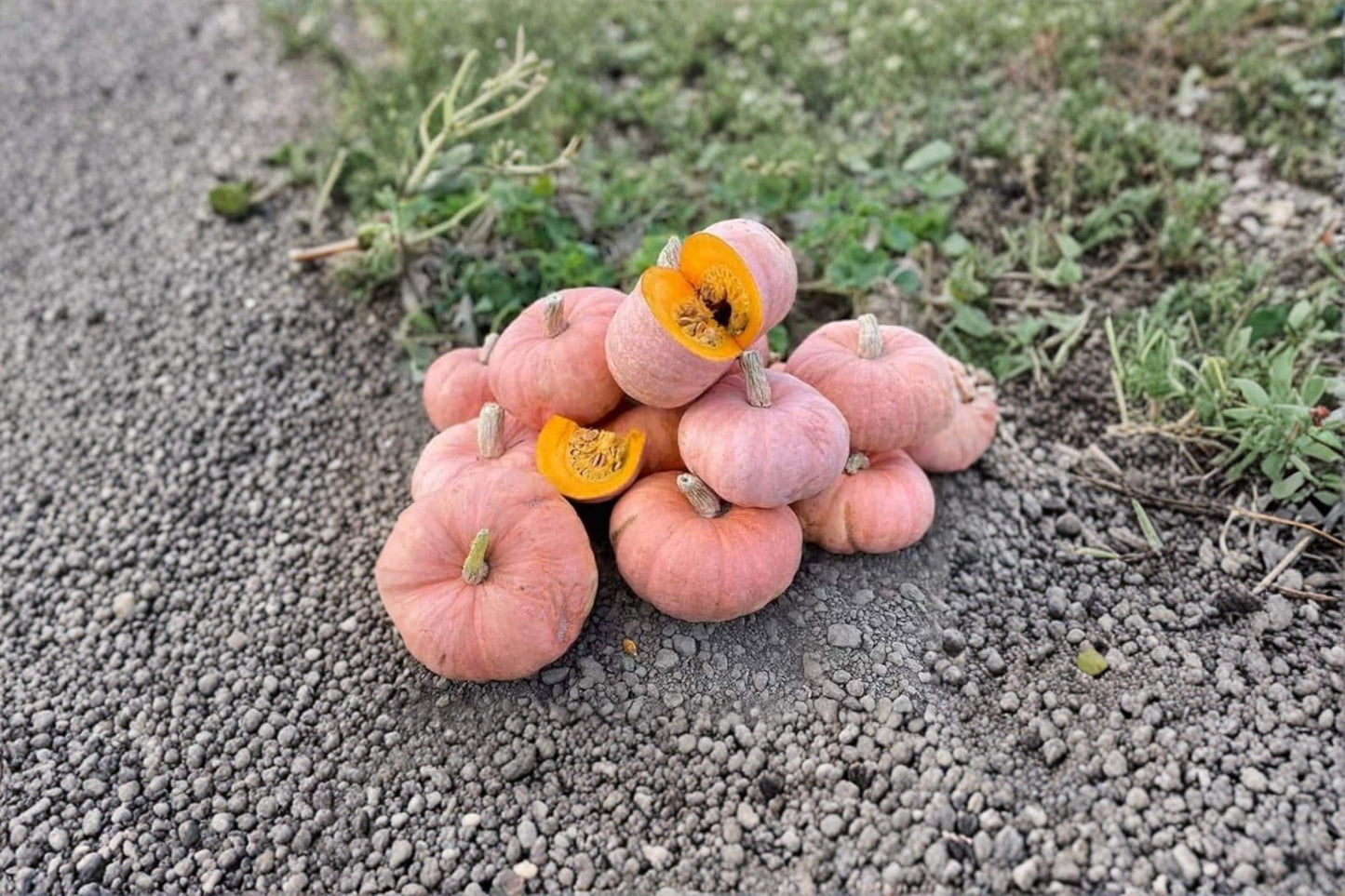 Pink Panther Pumpkin Seeds – 10 Pink Squash Seeds – Cucurbita maxima – Decorative Pink Pumpkins for Garden, Fall Harvest, Vegetable Patch