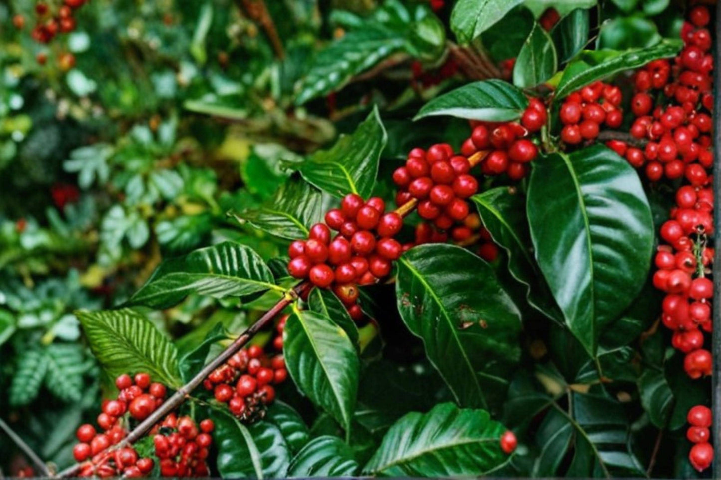 Arabica Coffee Bonsai Seeds – 5 Coffea arabica Indoor Plant Seeds for Container Gardening