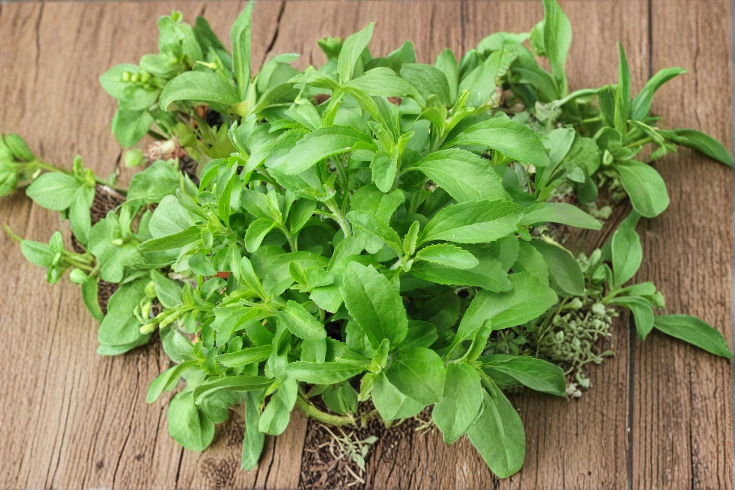 Stevia rebaudiana Herb Seeds – 250 Pack for Garden, Container, Herb Planting, Sweetleaf, Full Sun