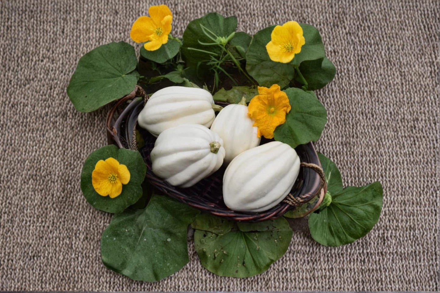 Mashed Potato Squash Seeds, White Winter Gourmet Squash, Cucurbita maxima, Heirloom Vegetable Garden Plant
