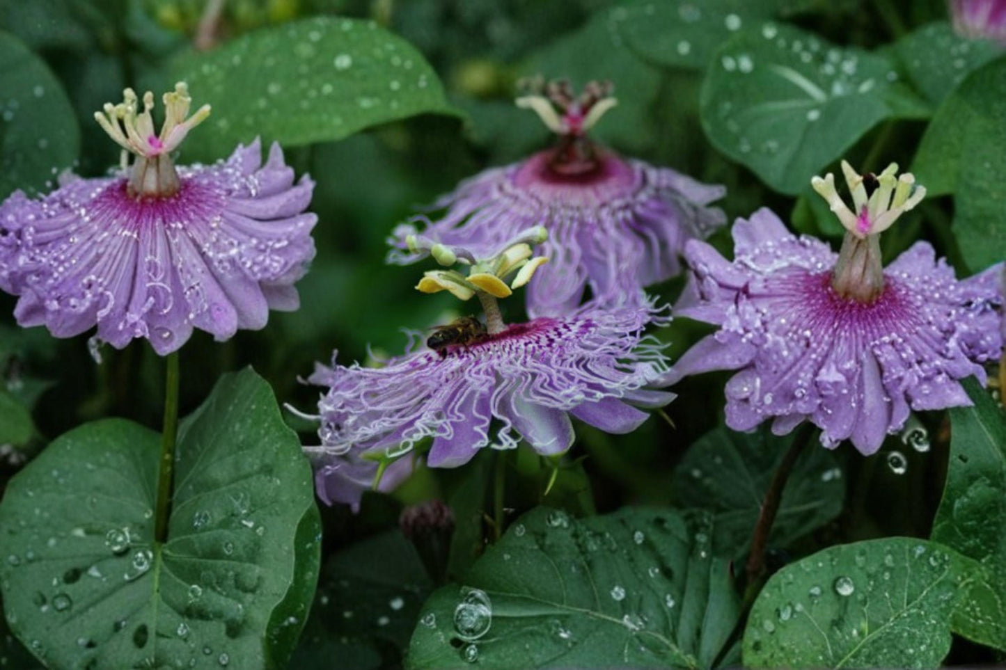 Passion Flower Seeds – Passiflora sp. – Ornamental Climbing Vine with Exotic Purple and White Blooms