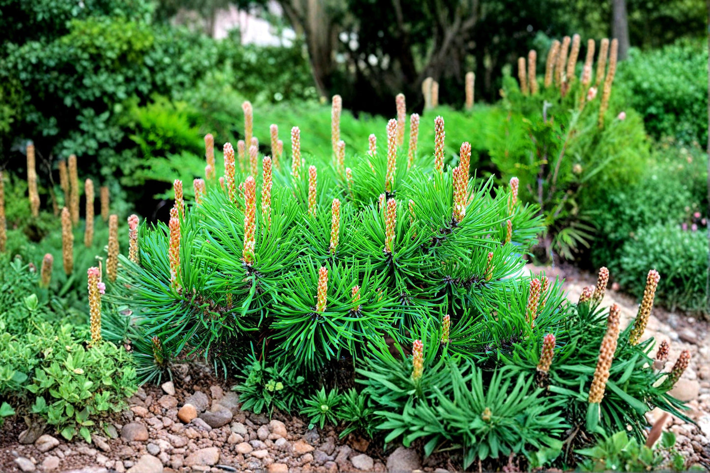 Dwarf Mugo Pine Seeds – Pinus mugo var. pumilio – Compact Evergreen Conifer for Rock Gardens & Landscaping
