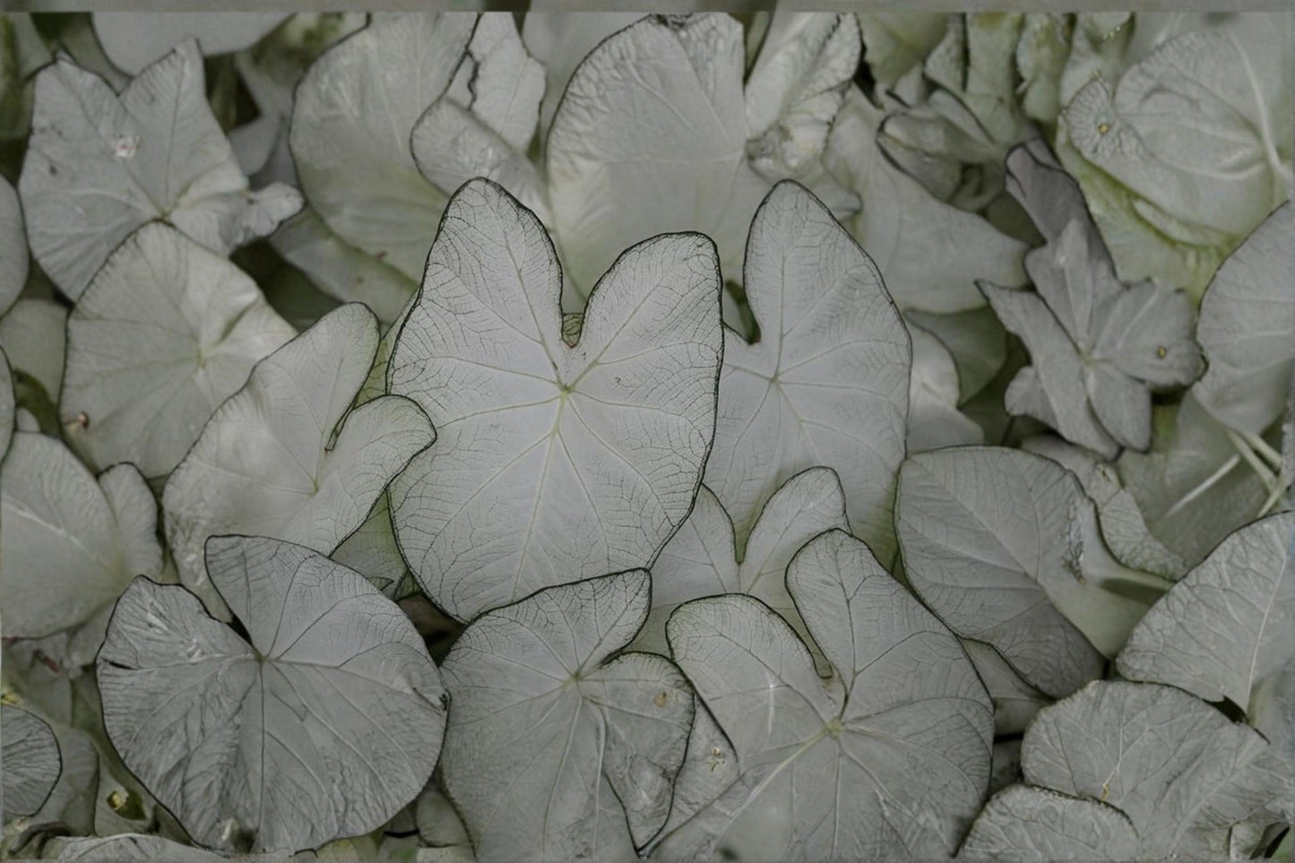 White Caladium Bulbs for Planting – Fancy White Caladium Caladium bicolor Foliage Plant, Shade Garden, Container, Perennial
