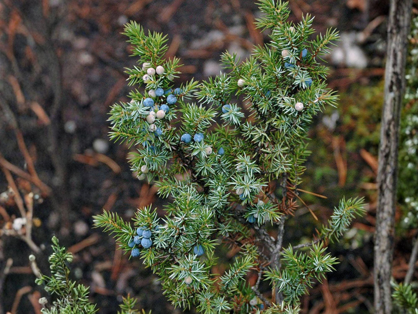 Common Juniper Evergreen Seeds | Juniperus communis | Blue-Green Foliage & Berry-Like Cones | Landscape & Rock Garden Plant