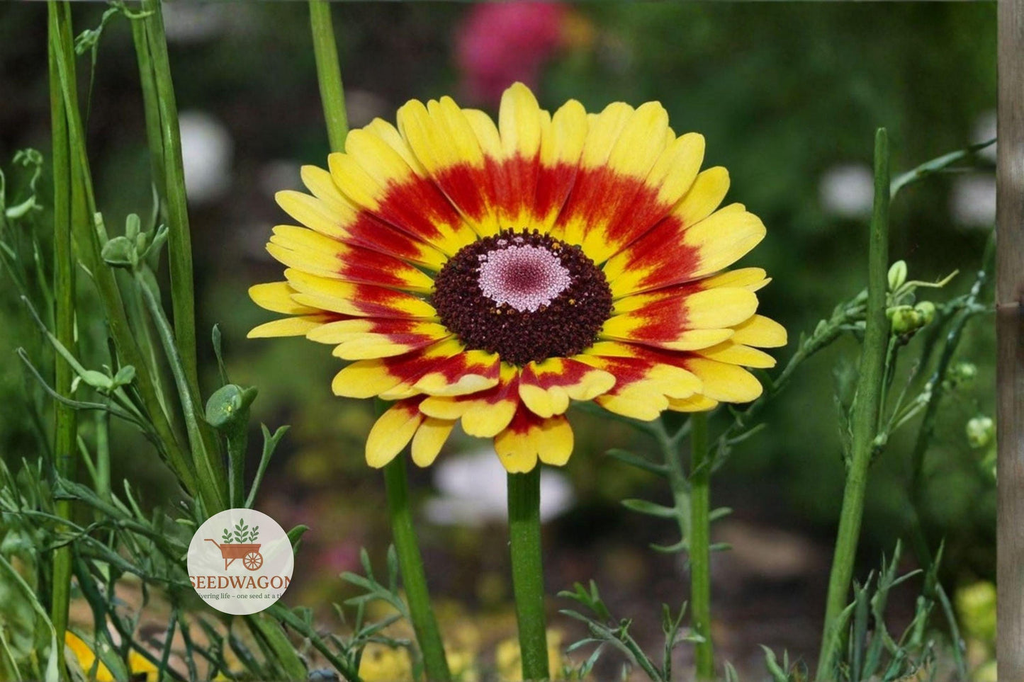 painted daisy seeds, wildflower pollinator plant, colorful annual flowers, butterfly garden flowers, bee attracting wildflowers, cottage garden seeds, cut flower daisy seeds, tricolor daisy seeds, summer bloom wildflowers, pollinator friendly plants, border garden flowers, easy grow wildflowers, vibrant flower seeds