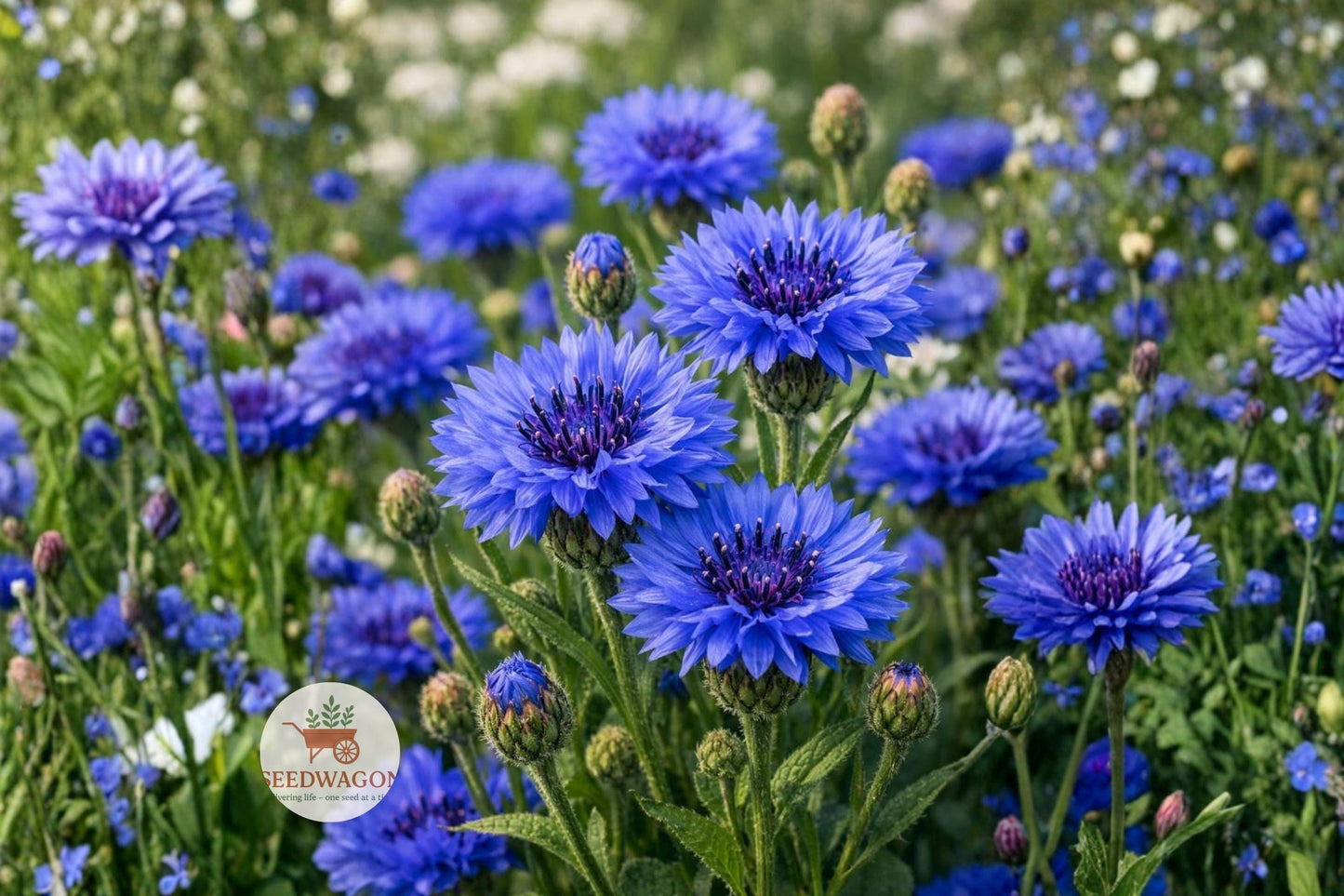 blue bachelor’s button seeds,centaurea cyanus seeds,blue cornflower wildflower,pollinator garden seeds,cut flower plant seeds,annual flower seeds,blue flower seeds,meadow planting seeds,cottage garden seeds,bee attracting seeds,flower border seeds,wildflower meadow seeds,blue bloom seeds
