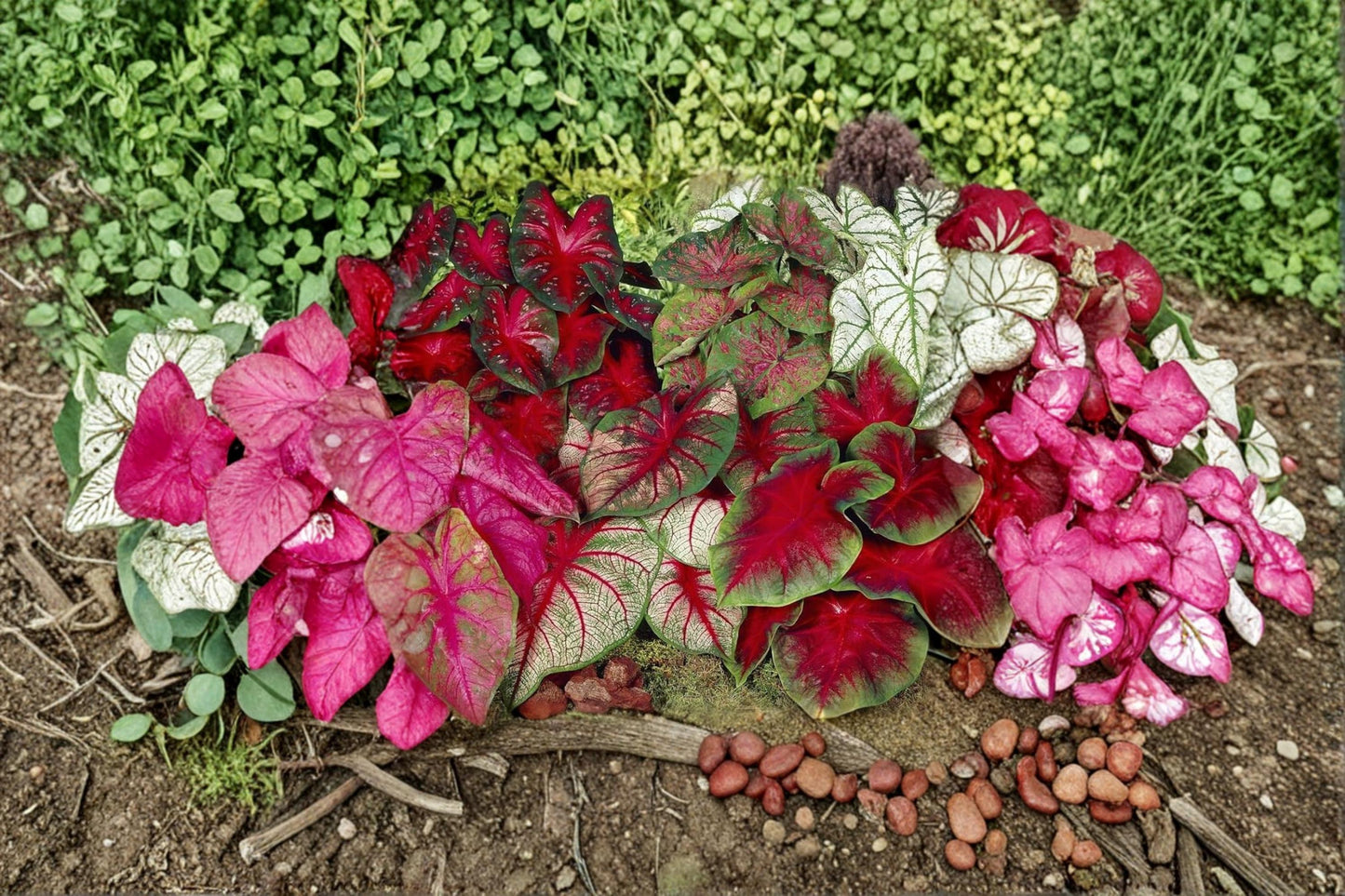 Mixed Caladium Bulb for Planting | Tropical Foliage, Colorful Heart-Shaped Leaves | Caladium bicolor