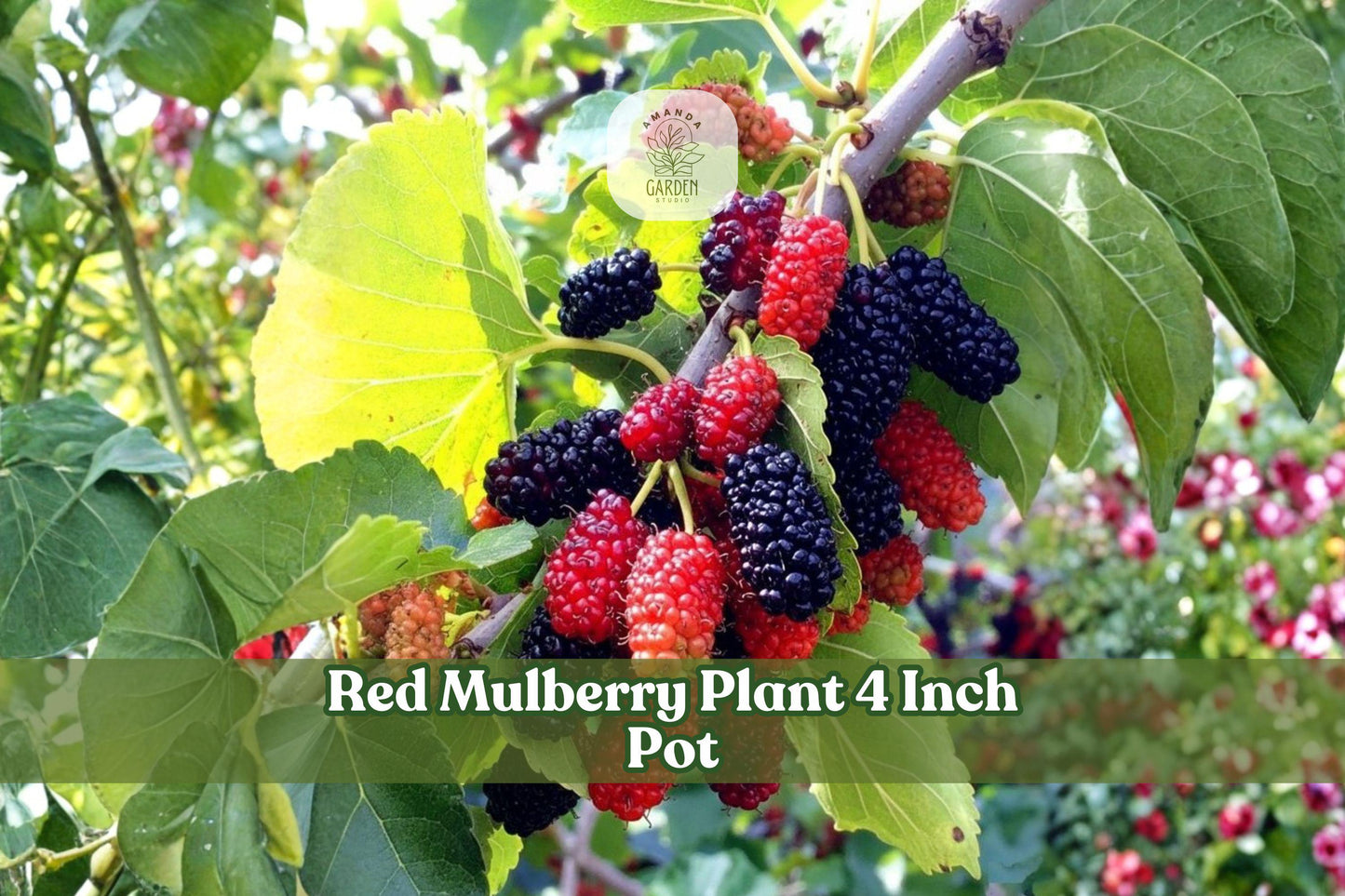 Red Mulberry Live Tree Seedling 4-Inch Pot Morus rubra Native Fruit Tree for Landscape & Garden