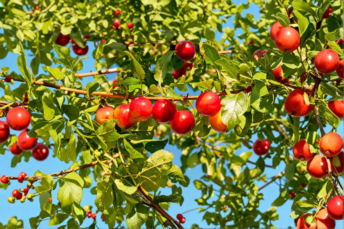 Cherry Plum Seed – Prunus cerasifera Ornamental Flowering Tree for Garden, Bonsai & Landscape Planting