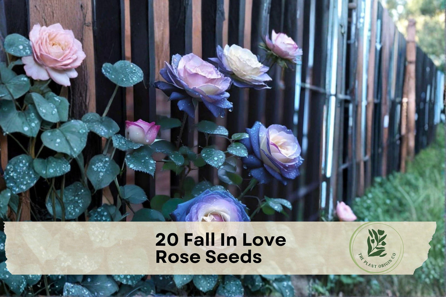 Fall In Love Rose Seeds – 20 Heirloom Rosa spp. Flower Seeds for Cottage Gardens, Borders, Landscape Plantings
