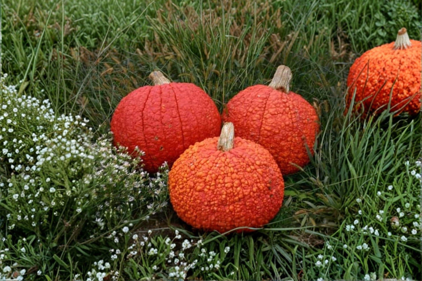Red Warty Thing Pumpkin Seeds – Cucurbita maxima, Ornamental Warty Pumpkin Seeds for Planting, Heirloom Winter Squash Seeds