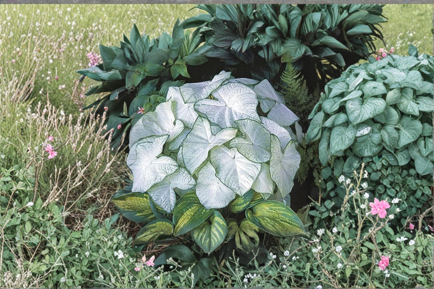 Caladium Bulbs 2 Pack – Fancy Ornamental Foliage, Tropical Houseplant Tubers, Caladium bicolor for Shade Gardens and Containers