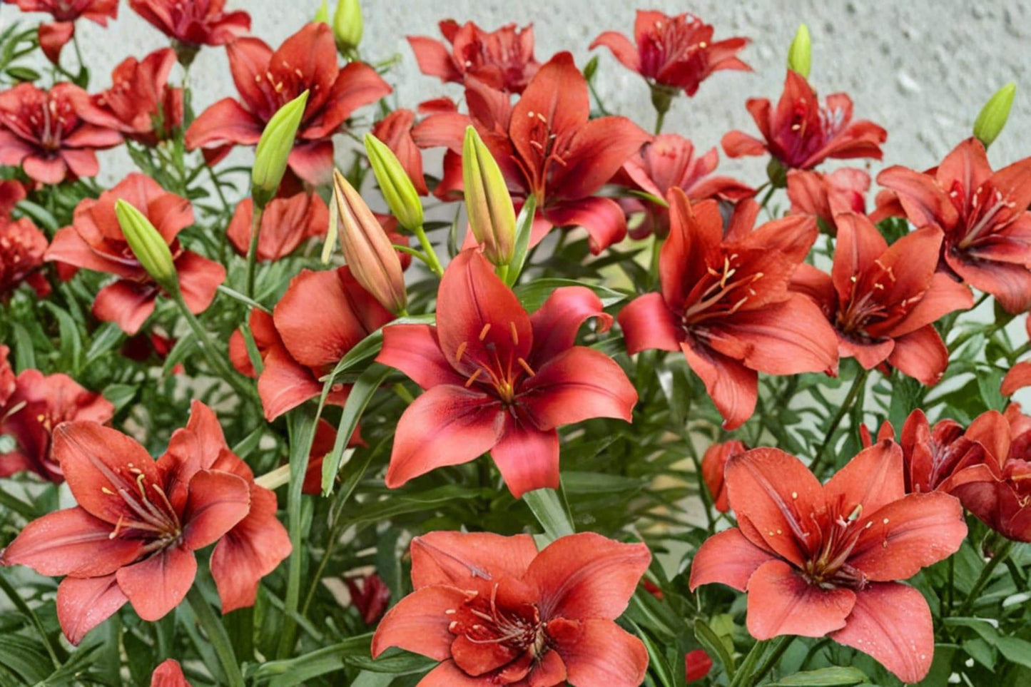 Forever Linda Lily Bulb – Lilium Hybrid Crimson and Yellow Flowering Garden Bulb for Borders, Containers