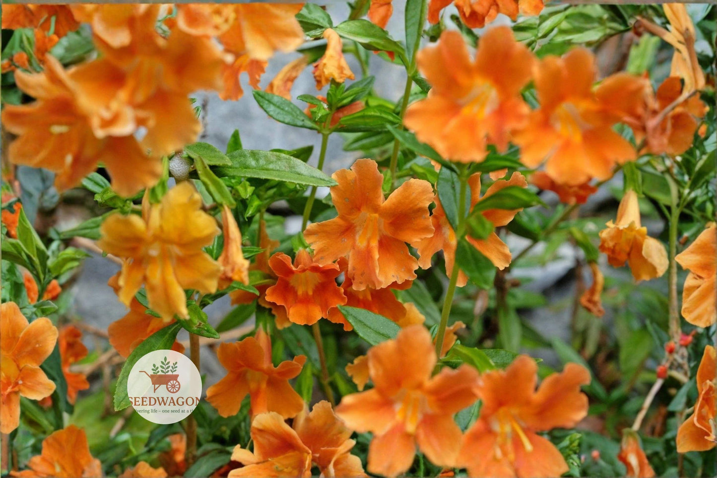 monkey flower seeds, bright orange flower seeds, pollinator garden seeds, cottage garden seeds, container plant seeds, wildflower garden seeds, annual flower seeds, ornamental flower seeds, bee attracting seeds, butterfly garden seeds, compact plant seeds, spring bloom seeds, vibrant garden seeds