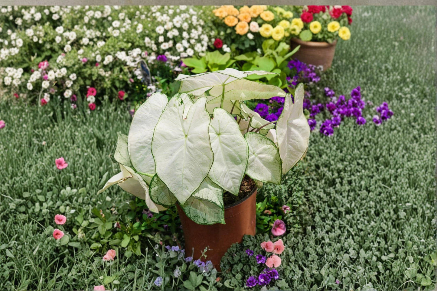 Florida Moonlight Caladium Bulb – Caladium bicolor Tropical Foliage Plant for Shade Gardens & Containers