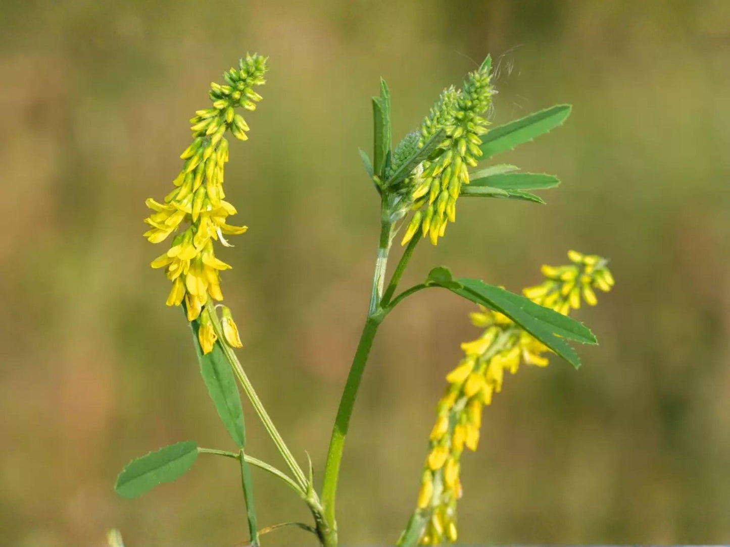 Yellow Blossom Sweet Clover Seeds – Melilotus officinalis Wildflower Seeds for Pollinator Gardens, Borders & Meadow Plantings