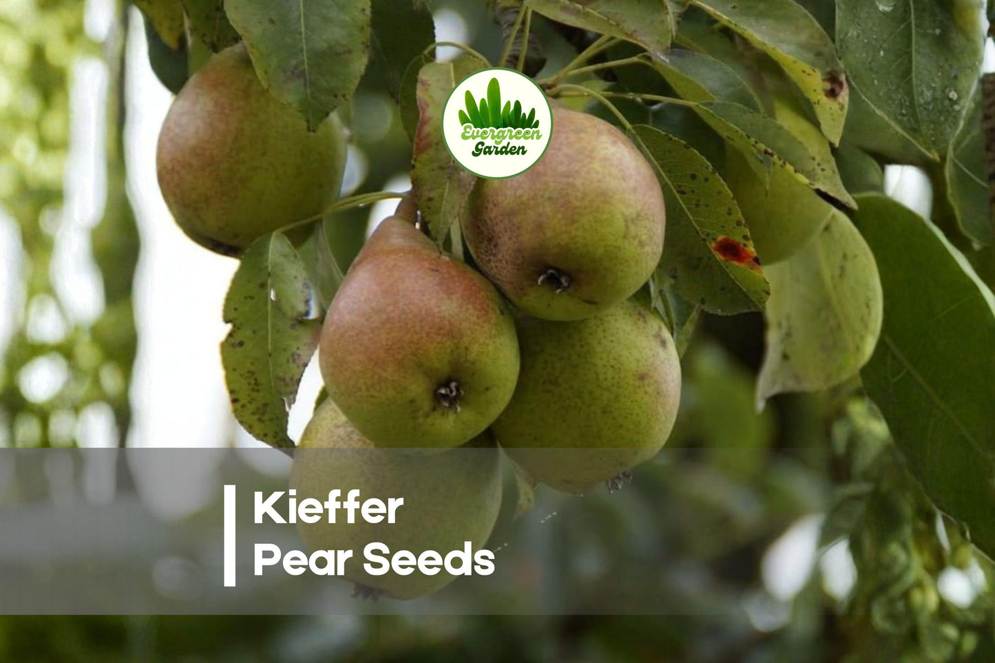 25+ Kieffer Pear Seeds for Growing Pyrus communis Fruit Tree, Hardy Deciduous Garden Plant