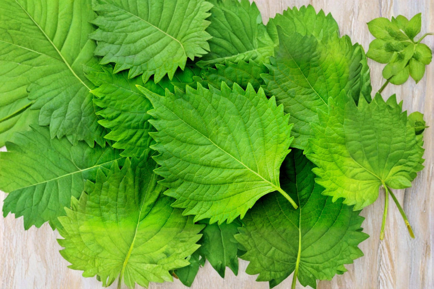 Green Shiso Seeds – Perilla frutescens Culinary Herb for Herb Gardens & Containers, Aromatic Japanese Green Leaf Plant