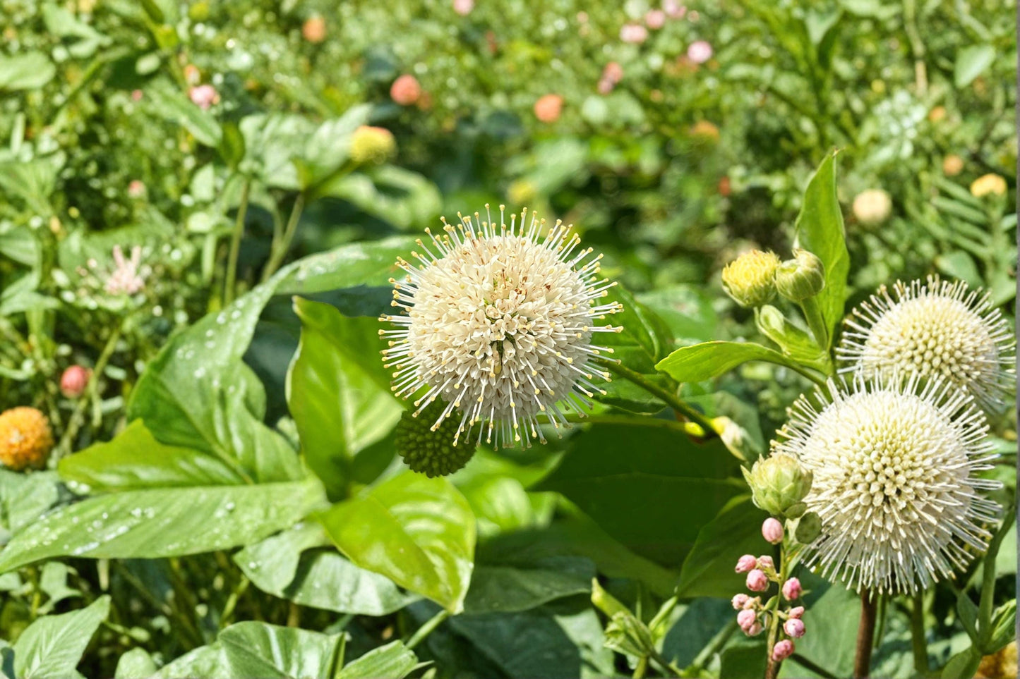 Buttonbush Seeds – Native Flowering Shrub with White Flower Clusters – Cephalanthus occidentalis, Pollinator & Rain Garden Plant