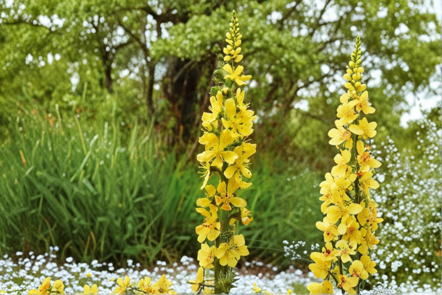 Church Steeples Wildflower Seeds – 100 Seeds for Meadow, Ornamental Agrimonia eupatoria, Pollinator-Friendly, Garden Borders
