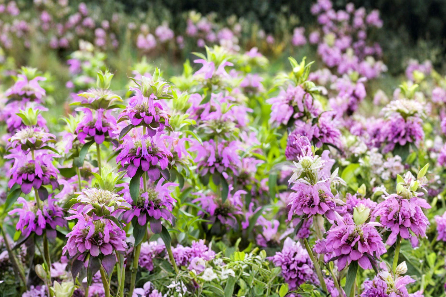 Lemon Bee Balm Seeds 1105 Monarda citriodora Wildflower Mix for Pollinator Gardens & Cut Flowers