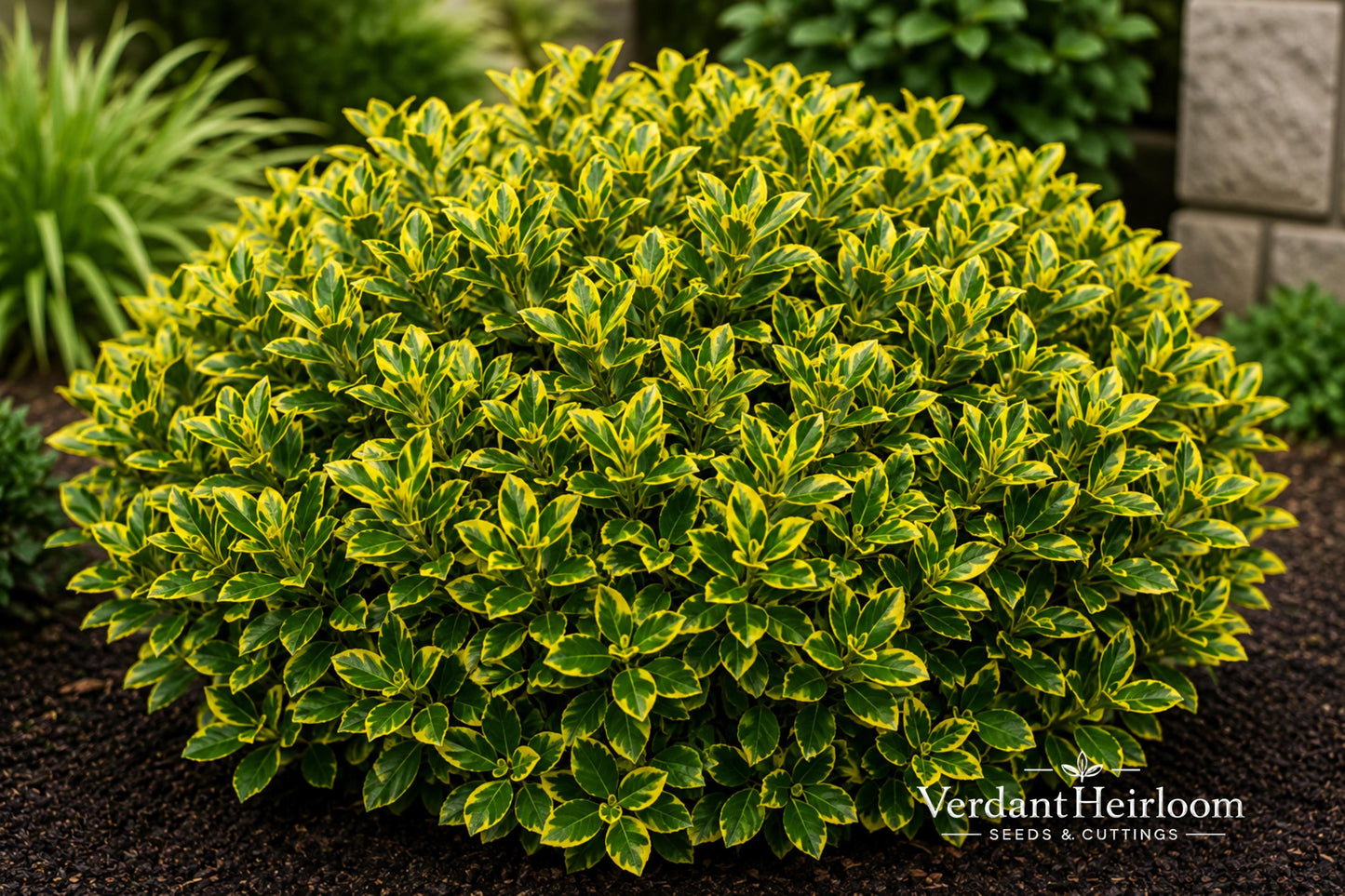 Golden Euonymus Live Plant – Euonymus japonicus 'Aureo-marginatus' – Evergreen Shrub for Hedges & Borders