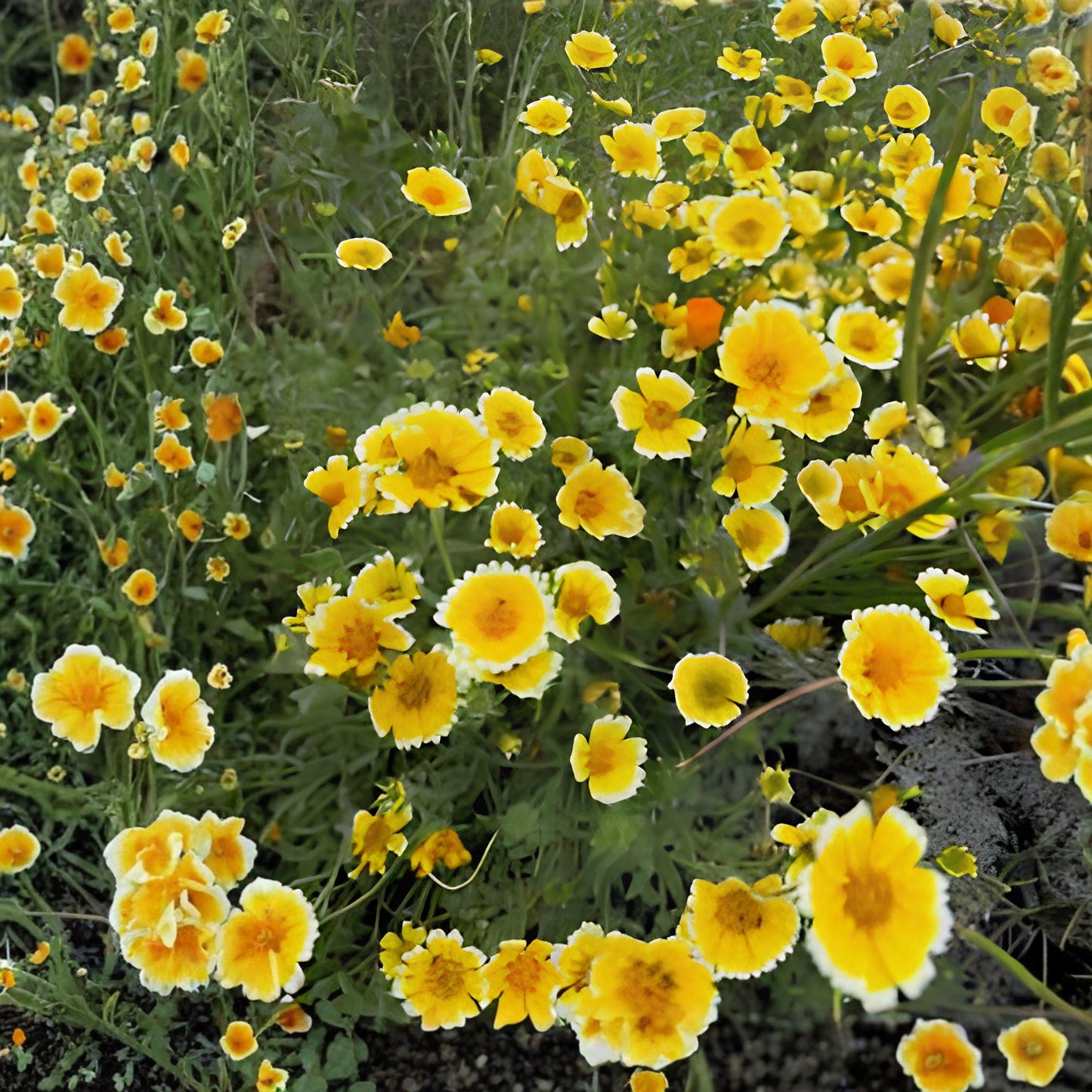 Tidy-Tips Wildflower Seeds 75 Pack – Layia platyglossa Bright Yellow & White Annual for Pollinator Gardens & Borders