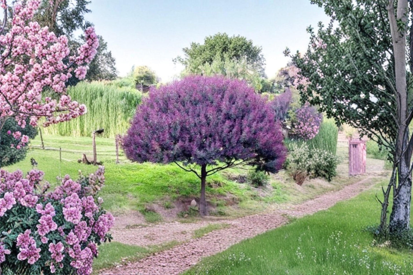 Blue Leafed Mimosa Tree Seeds – Acacia baileyana 'Purpurea' Ornamental Landscape Tree Pack