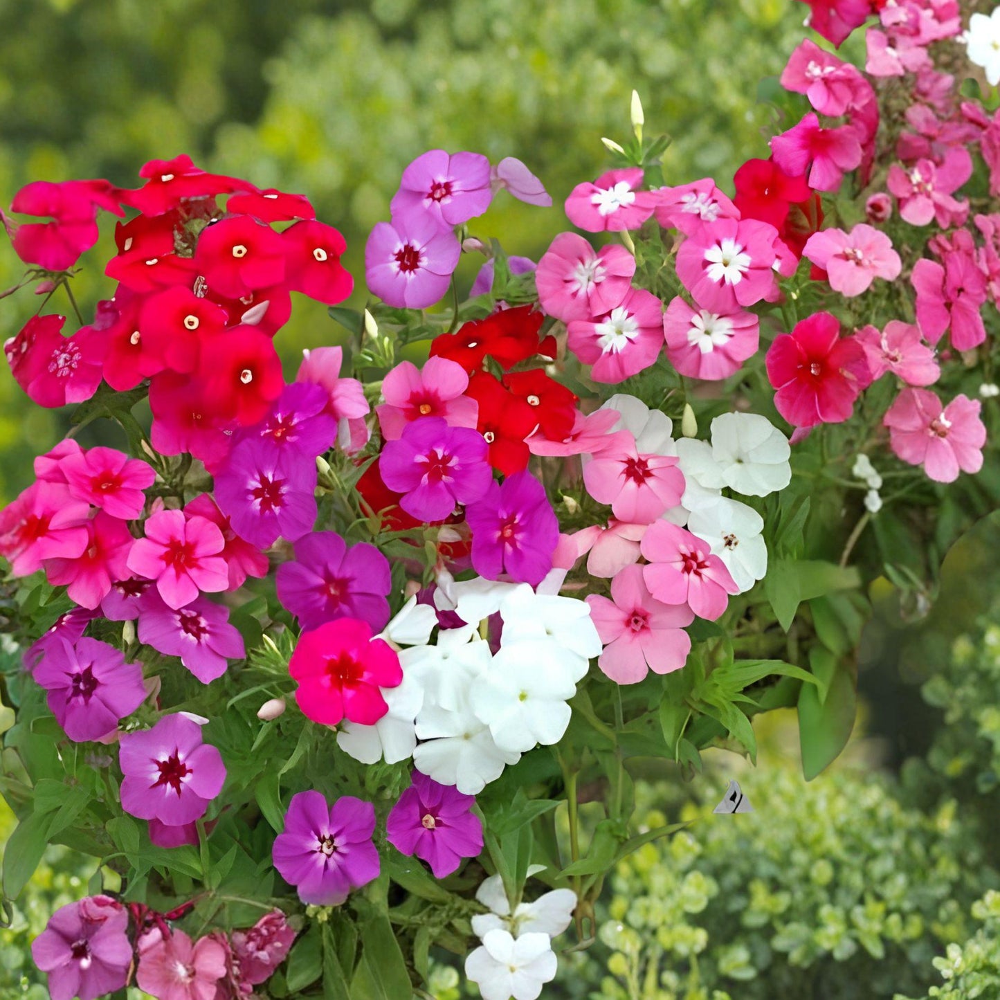 Drummond Phlox Blend Seeds – Colorful Annual Flower Mix for Borders, Containers, Pollinator Gardens – Phlox drummondii