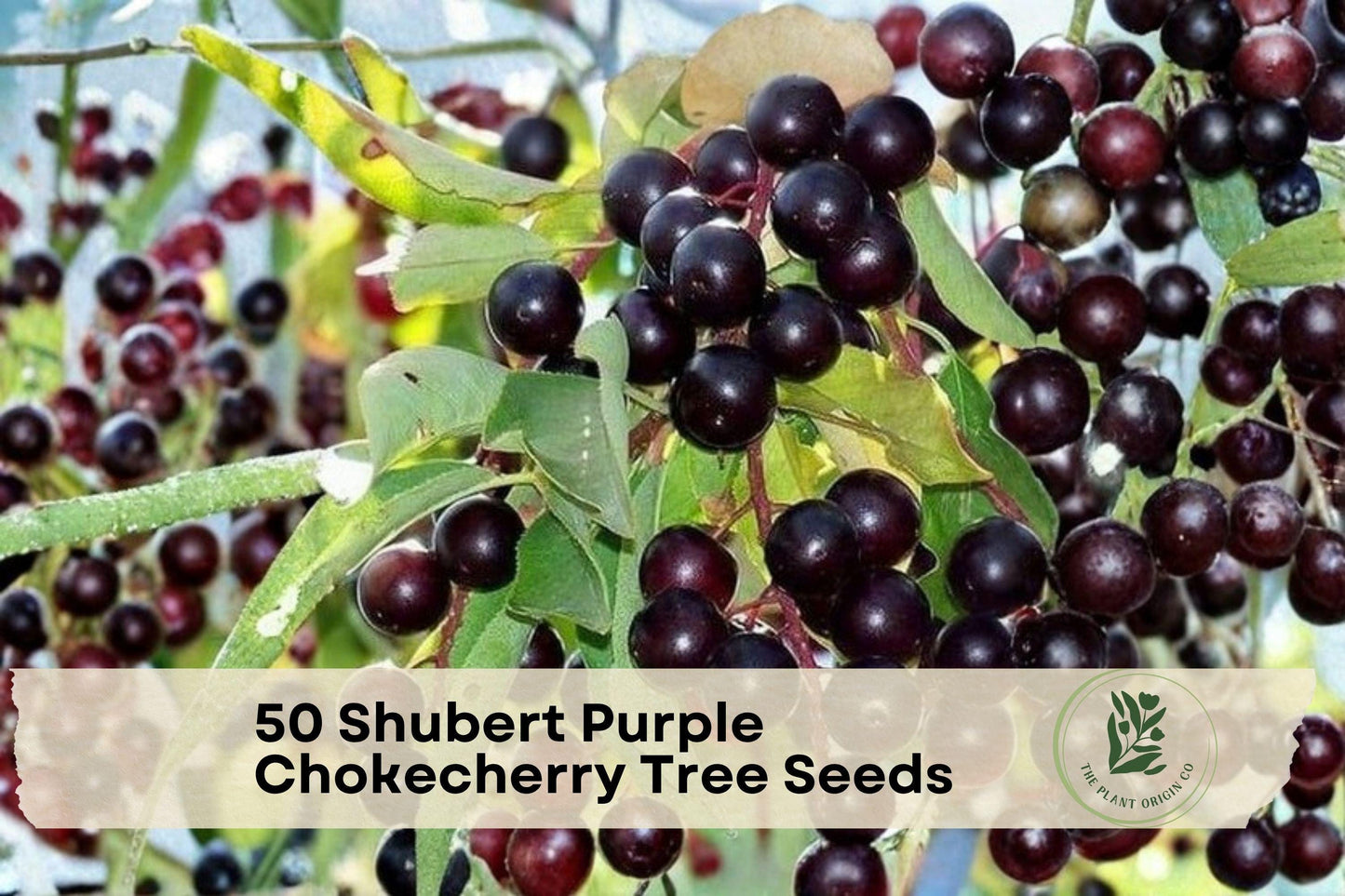 50 Shubert Purple Chokecherry Tree Seeds, Ornamental Deciduous Tree with Purple Foliage, Spring Flowers & Dark Berries
