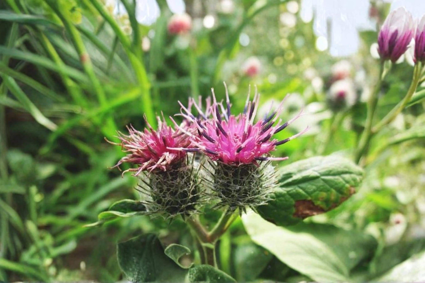 Greater Burdock Root Seeds – Arctium lappa Herb Garden Seeds for Biennial, Pollinator-Friendly, Cottage & Natural Landscapes
