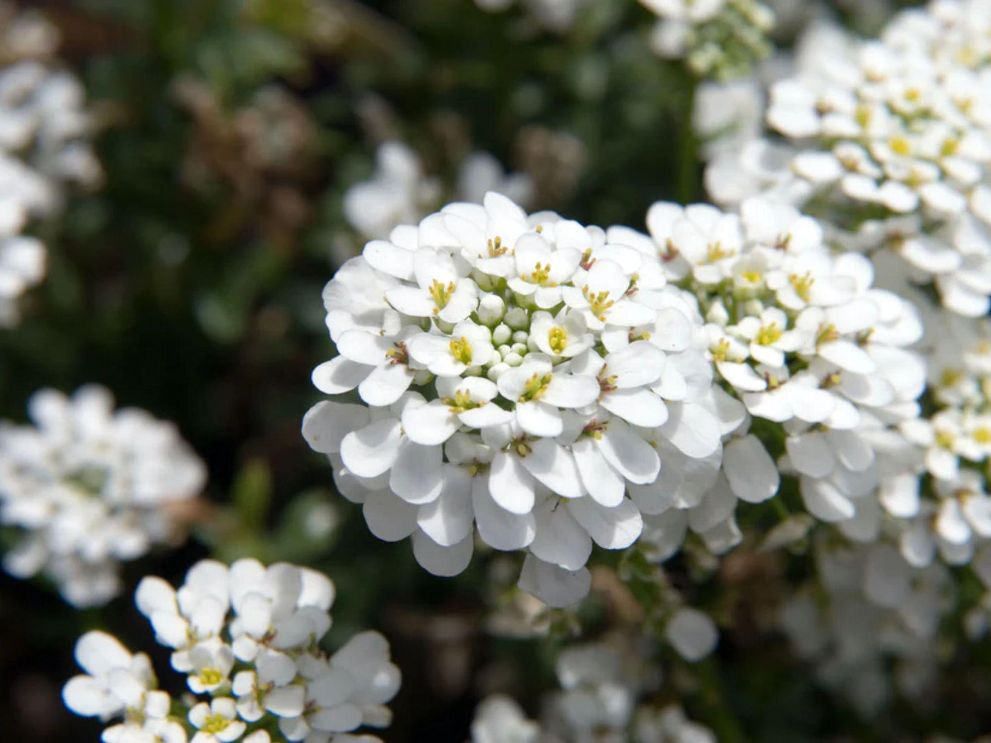 100 Empress Rocket Candytuft Seeds – Iberis amara Wildflower Seeds for Pollinator Gardens, Cottage, Meadow & Natural Landscapes