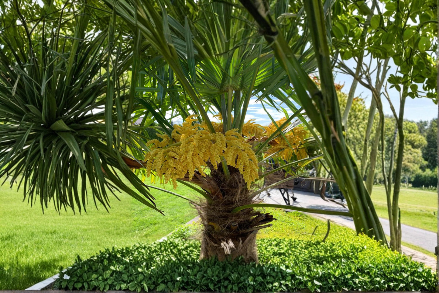 Windmill Palm Bonsai Seeds – Trachycarpus fortunei, Cold-Hardy Ornamental Fan Palm for Bonsai & Tropical Gardens