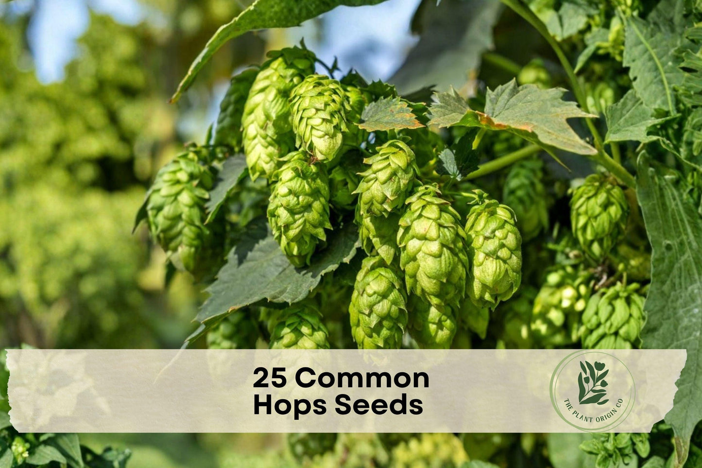 25 Common Hops Seeds - Perennial Climbing Vine for Trellises & Fences - Humulus lupulus