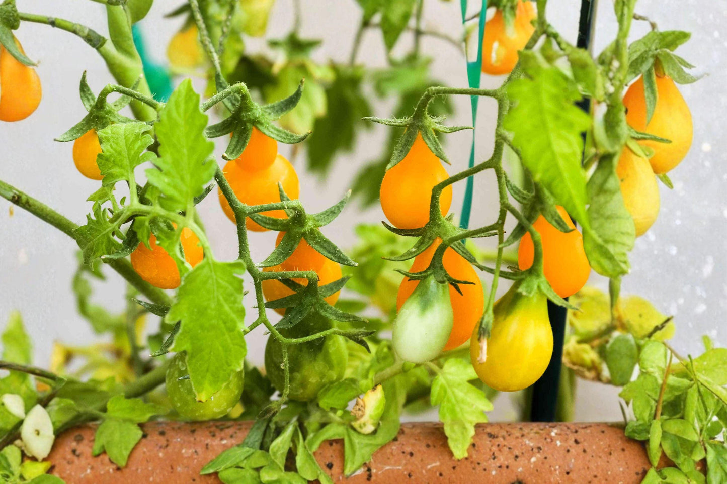 Yellow Pear Tomato Seeds – Heirloom Cherry Fruit, Solanum lycopersicum, Indeterminate, Bright Yellow, 85 Seeds
