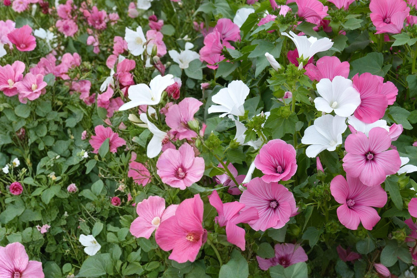 Rose Mallow Seeds 270 Pack – Lavatera trimestris, Mixed Color Annual Flower, Easy Grow Garden Seeds