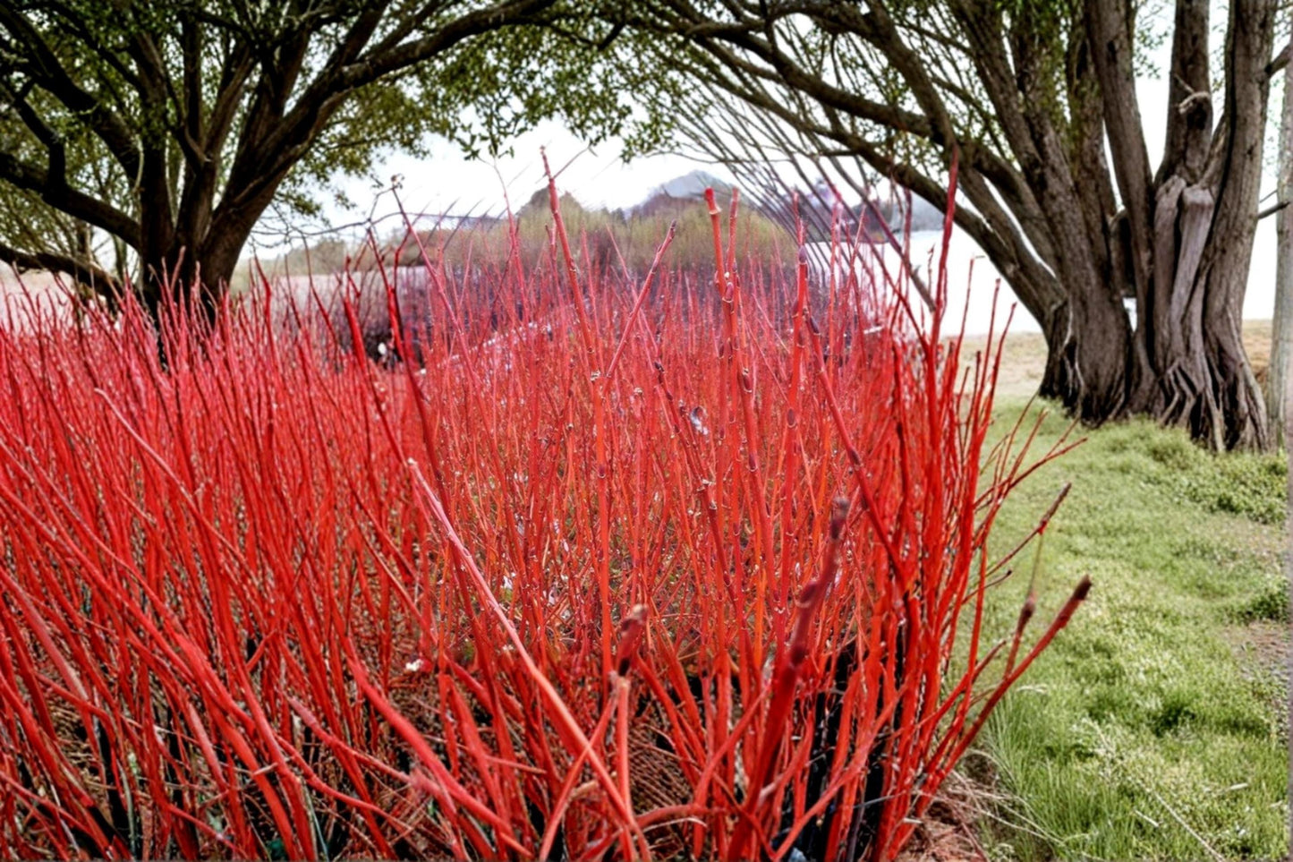 Flame Willow Cutting Salix alba ‘Flame’ Ornamental Tree with Vibrant Orange and Red Bark