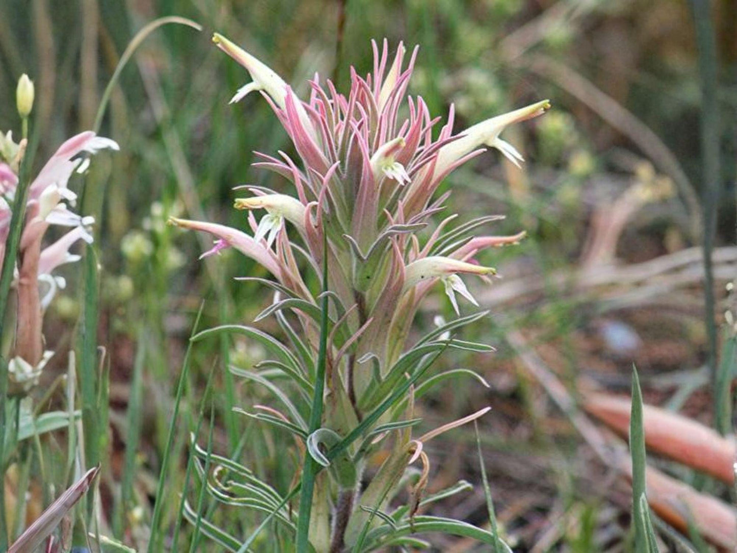Downy Painted Cup Seeds | Castilleja sessiliflora Native Wildflower for Pollinator Gardens & Hummingbird Habitat